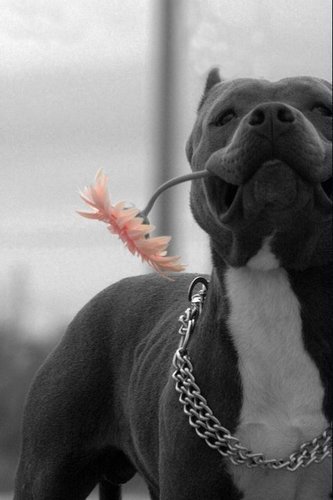 this is PitbullNation