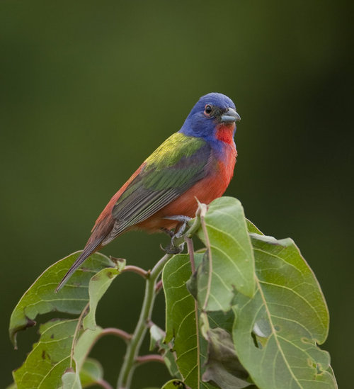 Information on birds and birding in Arkansas including recent bird reports and local birding adventures