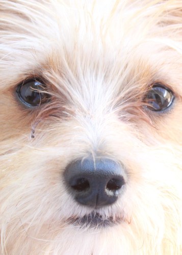 AStampinSole's profile picture. SoCal Chick,  l live with 2 rescue dogs and the Hubs. I'm all about life,expression and creating. Enjoy Crafts,Mix Media, DIY