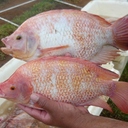 Ricardo Adolfo Rios - @Ricardorios0459 - Twitter