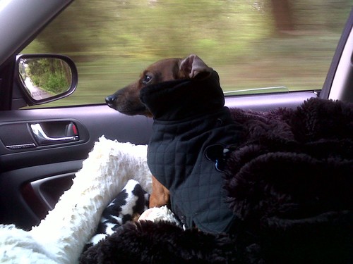 Sal_TheDog's profile picture. Hound with Swagger.