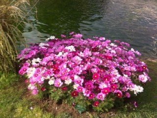 puresilk8's profile picture. 