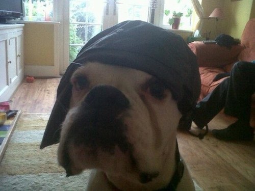 boardmansteve's profile picture. 