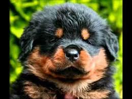 KopeklerAlemiRT's profile picture. Köpekleri severim.. DM den RT yapmıyorum Kafama göre RT yaparım DM atmayınız..