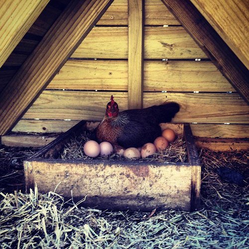 The unofficial twitter for chickens Violet, Hazel, Schnitzel, Fabio who live happily at the Grounds of Alexandria. Come past and say hi.They're very friendly.