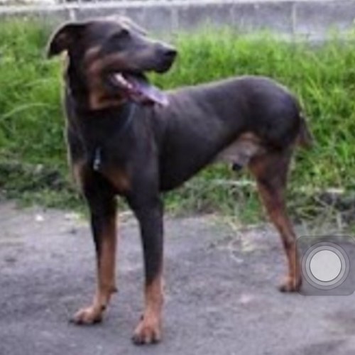 Chite_perro's profile picture. Ser mentiroso es mi verdad máxima, sólo soy un perro cochino más.