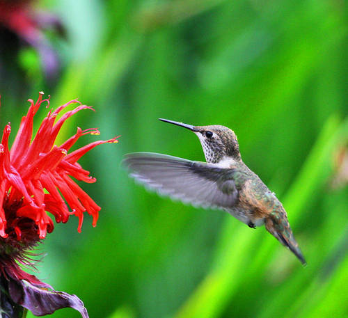 Truthseeker. Real Democracy - Equal opportunity!
What is a weed? A plant whose virtues have not yet been discovered. 
- Ralph Waldo Emerson