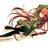 cceddi_netti__'s profile image