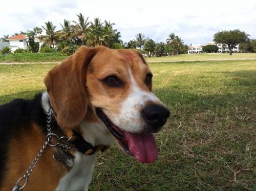 ChachalacaCP's profile picture. 