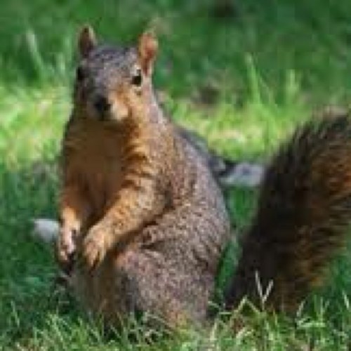 BoboTheSquirrel's profile picture. 