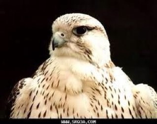 aaawwwlll's profile picture. 