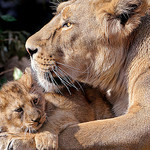 kosodate_tweet's profile picture. 子育て関連のニュースを配信します。相互フォロー100%です。