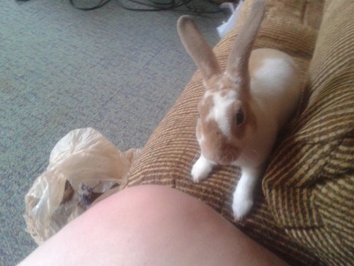 FunnysABunny's profile picture. Awesome lil mini rex rabbit named Funny exploring my world and chewing everything I can get my little teeth on ;)