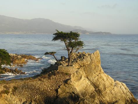 'Remember, the mightiest Oak was once a single nut that held its ground' ~ Winston Churchill
