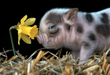 misspiggy2911's profile picture. I am a mother of two boys on the westcoast of the south island of new zealand