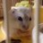 takeomokkun1's profile image