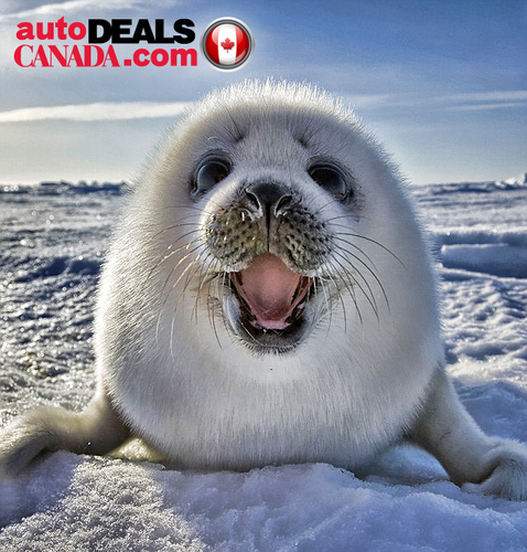 AutoDealsCanada's profile picture. Best Online Auto Deals on New and Used Vehicles in Canada and Your City!