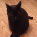 Anne Hodgson - @bluebellAnne - Twitter