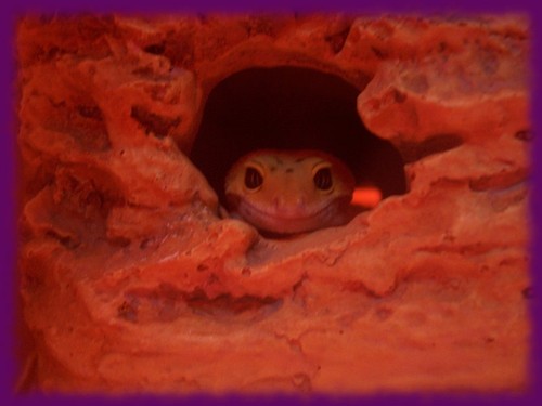 mainelygeckos's profile picture. Leopard gecko enthusiast looking to be a breeder starting next season..ATM I have 5 leos and looking to get at least 6 more to get next season started.