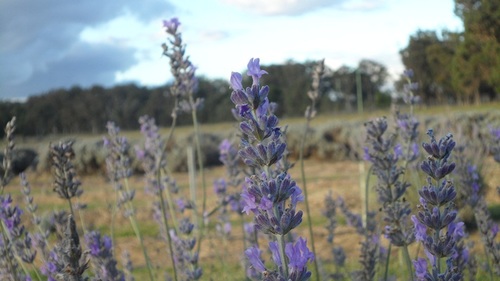 NajwArifah's profile picture. You'll never know the value of a moment until it becomes a memory.