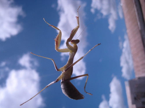 Jadisinite's profile picture. 