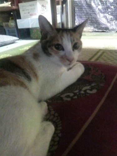 nyaomk2's profile picture. 猫好きです(^-^)