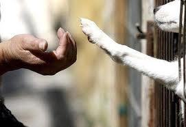 Milite pour la protections des animaux dans le monde.