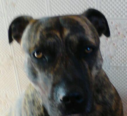 LFC fan,Scotland fan and general football fan.#LFCfamily.my dog is better looking than me. There MUST be justice for the 96.