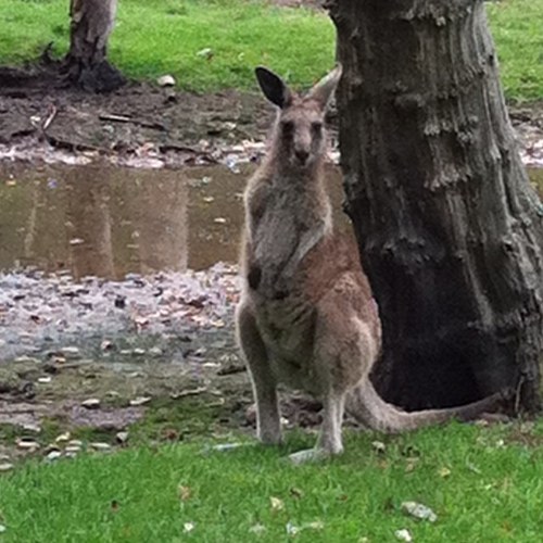 whatsPJstandfor's profile picture. 