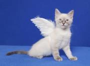 No-kill cat rescue shelter and adoption agency