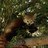 Happyredpanda's profile image