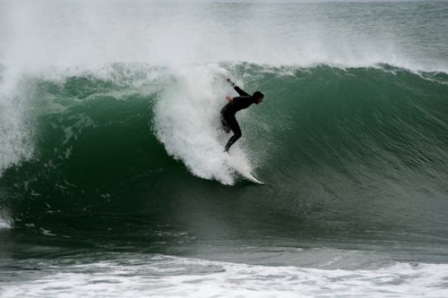 dazistgut's profile picture. Live, love, leopards