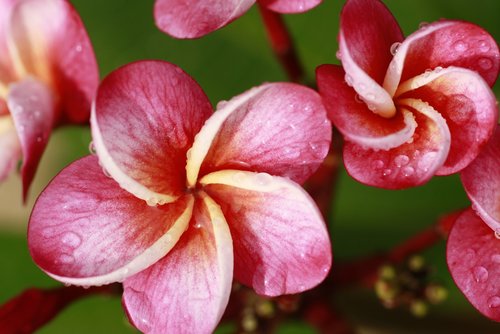 Specializing in selling the best Plumeria and cuttings and seeds in the mid-Atlantic.