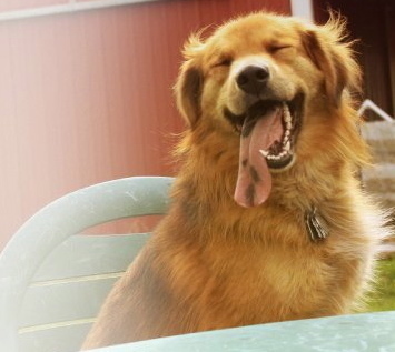 WolfSongHarmony's profile picture. animal behavior consultant, dog trainer (50 years of experience), licensed veterinary technician, writer, animal film talent/training and more