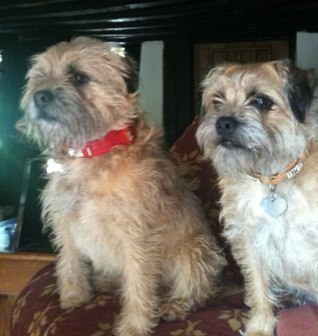 Montyandbunty's profile picture. We're two BT's we love chasing squirrels, I'm Monty and she Bunty