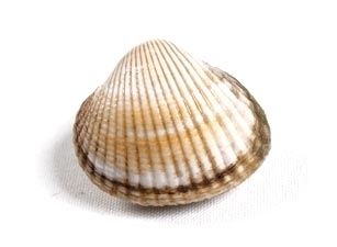 Berberecha77's profile picture. No te salves,no te llenes de calma,no reserves del mundo solo un rincon tranquilo,no dejes caer los parpados pesados como juicios...