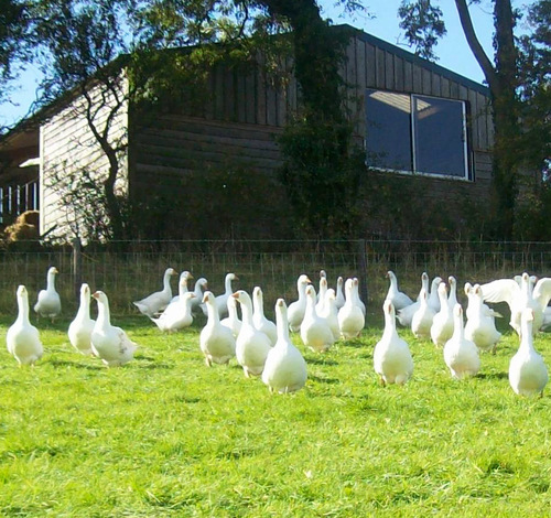hootingashfarm's profile picture. Small holding near Pilton, Somerset. 32 acres of wildflower- rich meadows. Free- range geese. Beef Shorthorn and nuffield tractor owner. Apple juice maker.
