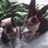 Geezmo12's profile image