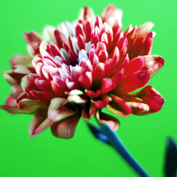 cilox's profile picture. I'm crazy about music. It's my life. :D I'll be recommending music to you all!