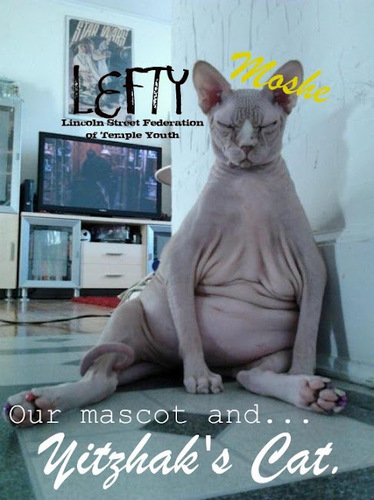 LEFTY 5773 official twitter account! Follow to keep up with events, news, and of course funny cat pictures!