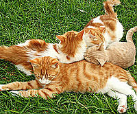 tokei_depu's profile picture. 