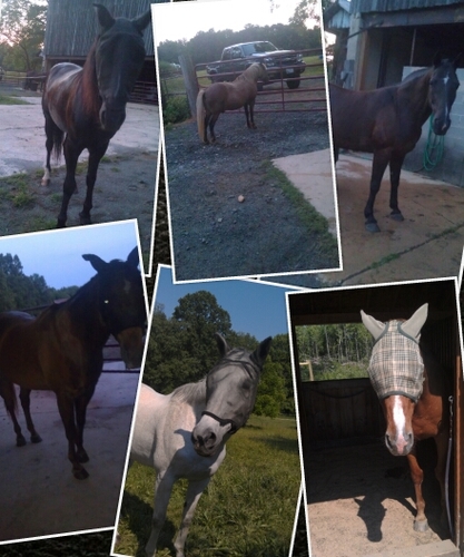 Western__life's profile picture. If you love western riding and have a love for western talk then follow me :) I FOLLOW BACK !¡!¡