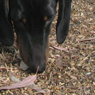 Nos gustan los #perros y todo lo relacionado con ellos, en particular, y los #animales en general.