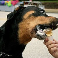Dan Devaney  (@dangerdanimal) 's Twitter Profile