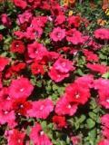 Reed's Greenhouse has been serving the West Virginia area since 1972.  Growing Local Quality annuals, vegetables and perennials...Growing with You...Since 1972.