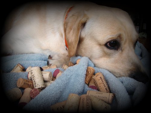 Celebrating good dogs and great wines.  Follow along for discussions on joyful things that make us happy!