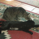 Felix Boyd - @FelixBooJTKitys - Twitter