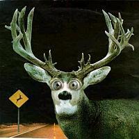 CWhiteTailDeer's profile picture. Fuckin with the front end of your car since forever. Eating grass. Its what I do. #TeamWhiteTail