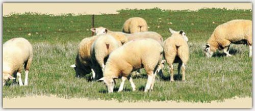 We are the fifth generation farmers at Marong, in Central Victoria, Value for your health! Value for your money! Value for your tastebuds!