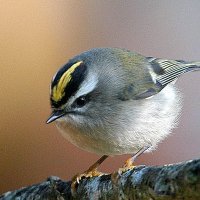 alrolls's profile picture. 